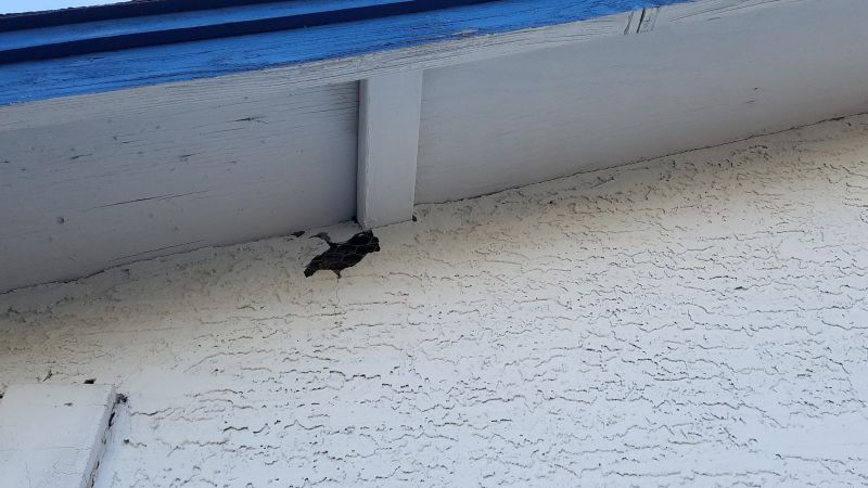 Local Exterior Stucco Repair in Petaluma, CA